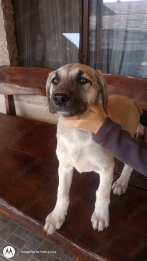 Caini kangal 
