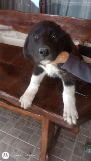 Caini kangal  - imagine 3