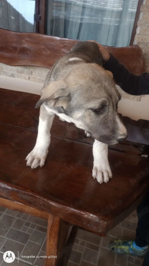 Caini kangal  - imagine 4