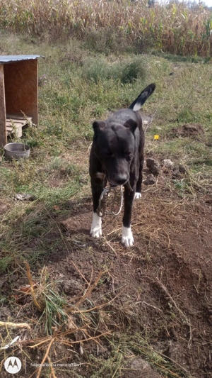 Caini kangal  - imagine 5