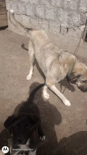 Caini kangal  - imagine 2