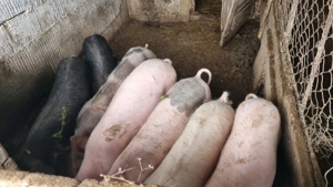 Vând porci și purcei 