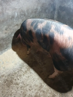 Porci pentru sacrificat