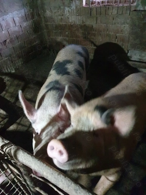 Porci pentru sacrificat - imagine 5