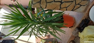 Flori deosebite - imagine 2