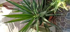 Flori deosebite - imagine 3