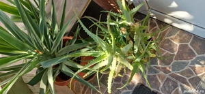 Flori deosebite - imagine 5