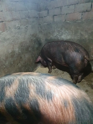 Porci pentru sacrificat - imagine 3