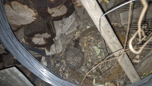 Vând arici 4 bucati