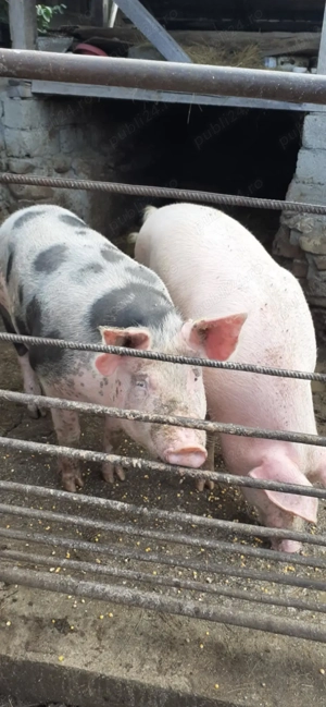 porc landrace cu pitran  si purcea landrace cu marele alb