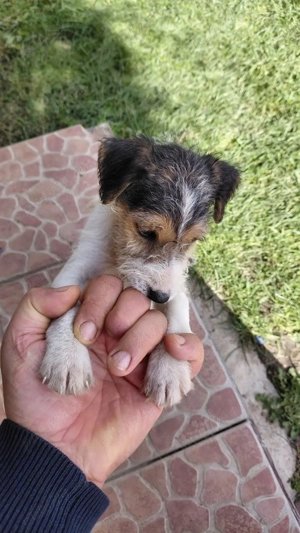 Fox Terrier  de vânzare - imagine 3