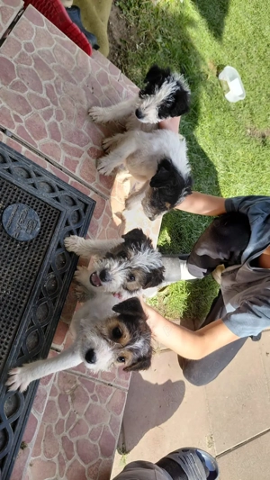 Fox Terrier  de vânzare - imagine 4