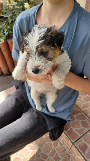 Fox Terrier  de vânzare - imagine 2