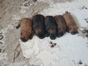 caței choow choow de vanzare