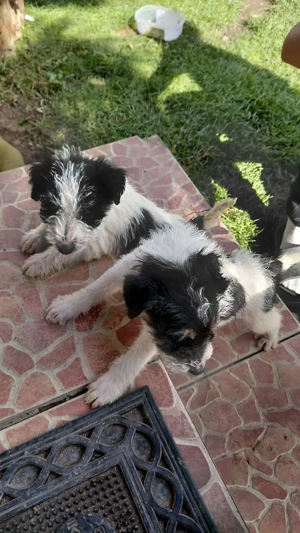 Fox Terrier  de vânzare - imagine 5