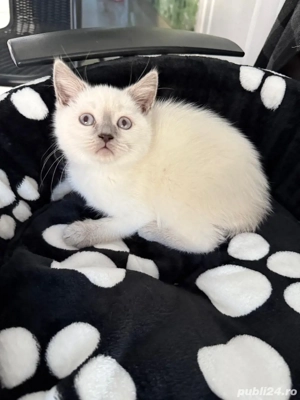 femela british shorthair 3 luni, carnet
