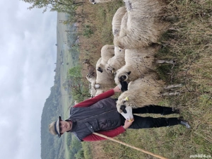 vând oi Sălaj  - imagine 2