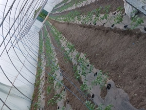 Vind casă  - imagine 3