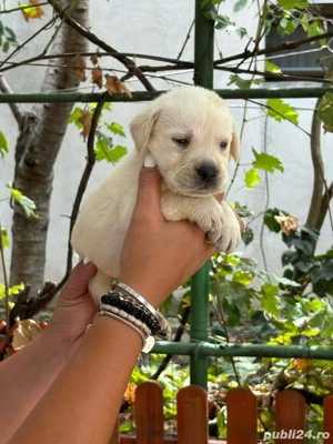 Pui labrador cu pedigree
