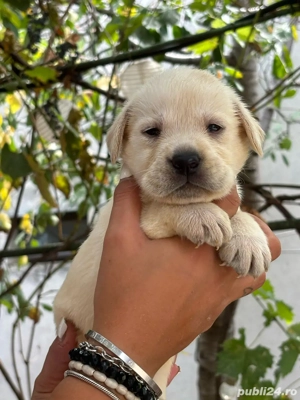 Pui labrador cu pedigree  - imagine 2