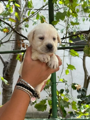 Pui labrador cu pedigree  - imagine 4