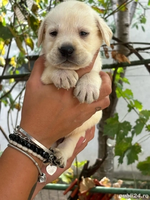 Pui labrador cu pedigree  - imagine 3
