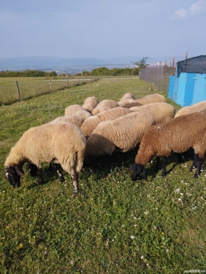 Vând oi cărăbașe 