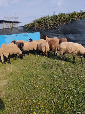 Vând oi cărăbașe  - imagine 2 Vând oi cărăbașe  - imagine 2