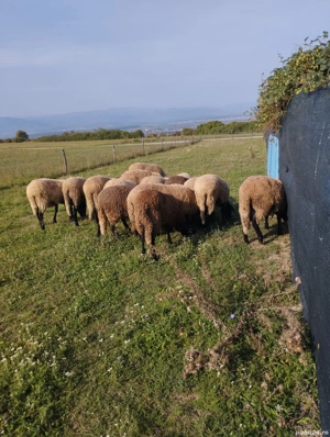 Vând oi cărăbașe  - imagine 3 Vând oi cărăbașe  - imagine 3