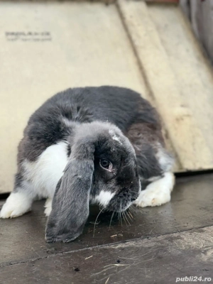 Vând sau schimb Pereche Berbec German - imagine 4