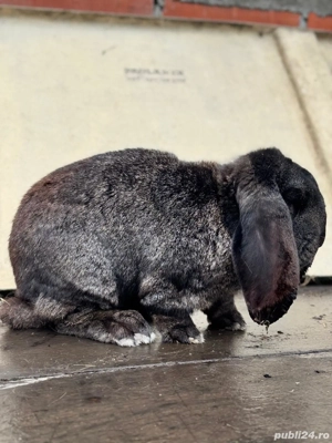 Vând sau schimb Pereche Berbec German - imagine 5