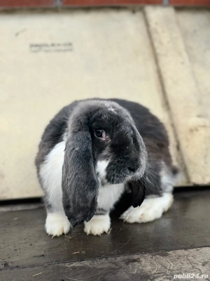 Vând sau schimb Pereche Berbec German - imagine 2