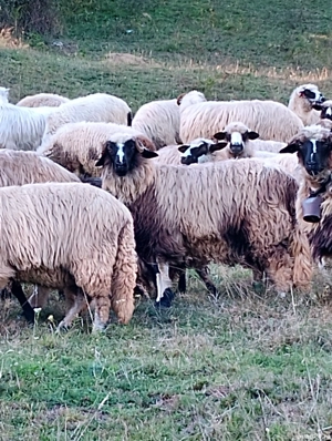 oi de vânzare - imagine 2