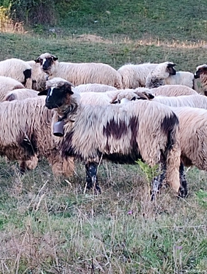 oi de vânzare - imagine 3