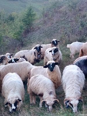 oi de vânzare - imagine 5