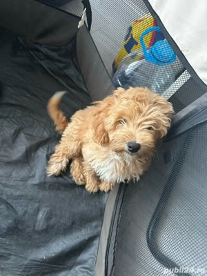 vand URGENT catel maltipo - imagine 3