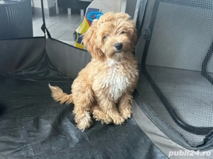 vand URGENT catel maltipo - imagine 2