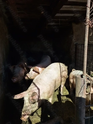 Porci de vânzare 90-130 kg - imagine 3
