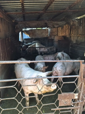 Porci de vânzare 90-130 kg - imagine 2