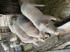 Vând porci 120-150kg
