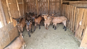 De vânzare capre tinere plus un țap. 