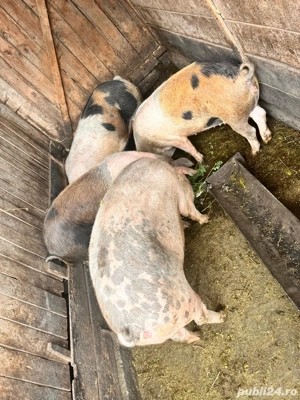 vand porci pentru sacrificat  - imagine 2