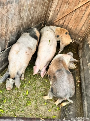 vand porci pentru sacrificat  - imagine 3