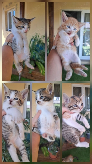 Ofer pisoi de companie GRATUIT