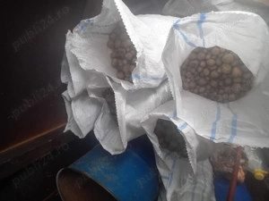 De vanzare cartofi pentru animale 7 saci