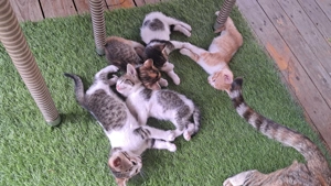 Ofer pisoi de companie GRATUIT - imagine 2