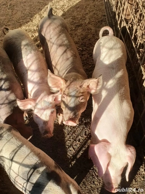 Vand porci  - imagine 3