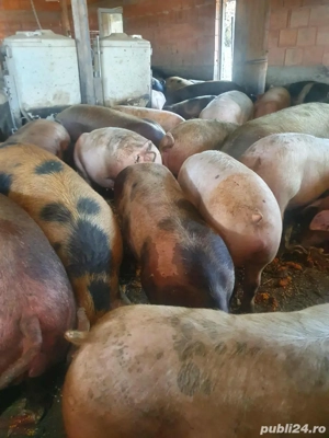 Vand porci  - imagine 2