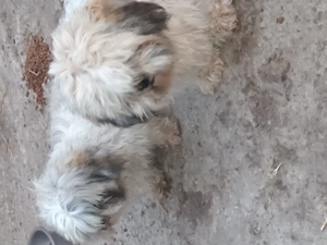 Vand o pereche de catei Thizu 