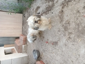 Vand o pereche de catei Thizu  - imagine 4 Vand o pereche de catei Thizu  - imagine 4